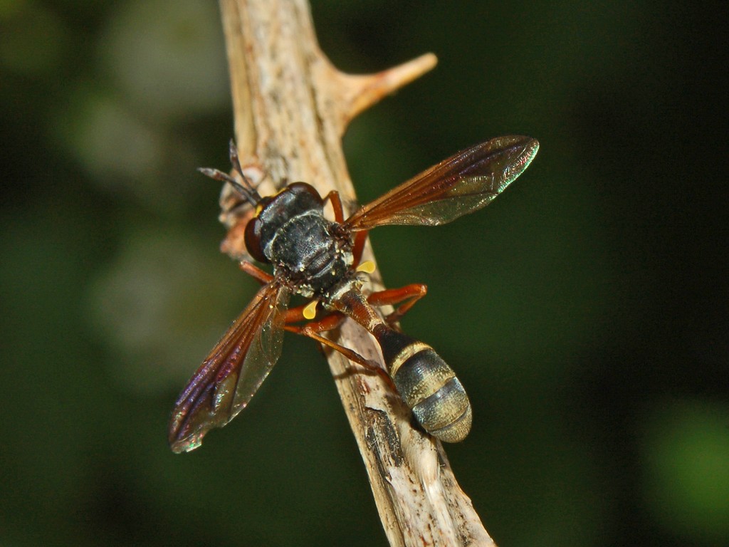 Physocephala del gruppo 